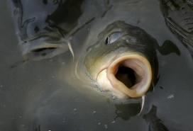 peste mare